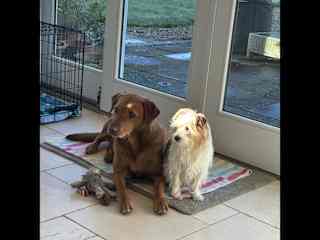 Betty and Crumble