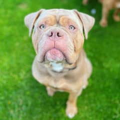 Apollo is very curious! He&#8217;s the security guard of the family making sure everything is okay in the garden! His morning routine is a scope around the perimeters to make sure nothing is amiss