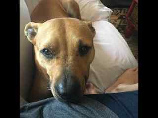 Nutmeg - Foster dog sitting for my advocate Underdog who found her forever home through Renegade Paws Rescue ❤️