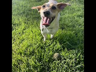 Happiest when outside, getting to play fetch with friends