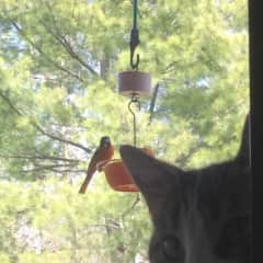 Charlotte and a Baltimore Oriole