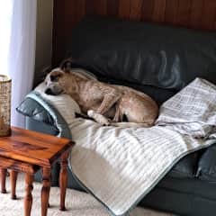 Charlie relaxing after a big walk
