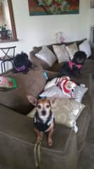 About to take my mom's 4 dogs for a walk