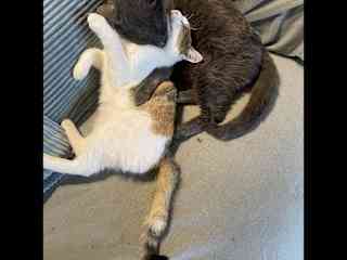 Betsy and Panther