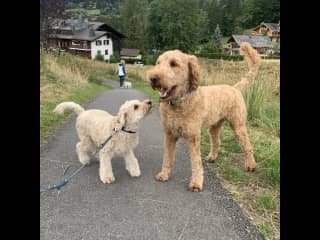 Zuma loves all dogs, especially this little friend of his.