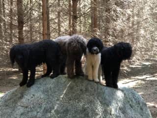 From left - Harlow, Lenny, Zoey (a guest) and Poppy 

Photo taken at our cottage
