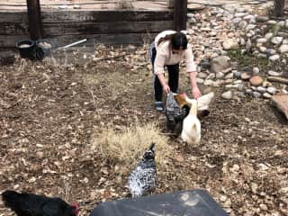 Hens (aka The Feathery Ladies) in Santa Fe, NM