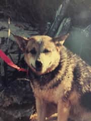 Pet Dog - Kelly