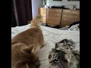 Kitties enjoying morning cuddles