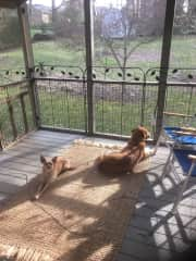 Nanook and Mazie relaxing on the porch