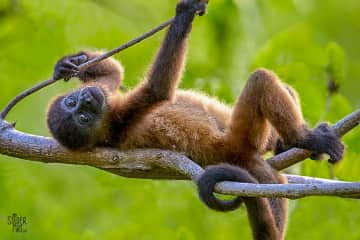 Young Howler Monkey - we have LOTS!