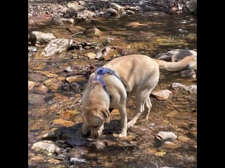 Buck loves to wander through streams when on a hike. He doesn’t like deep water, though.