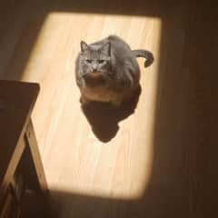 Stormy in her skylight spot.