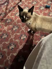 New addition to cat family. Very friendly loves to play. Sweet disposition