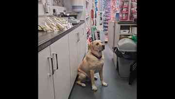 Helping mum at work.