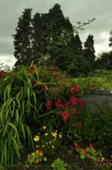 my garden out the front door in summer