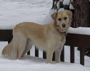 Maizee on watch! She loves the snow!