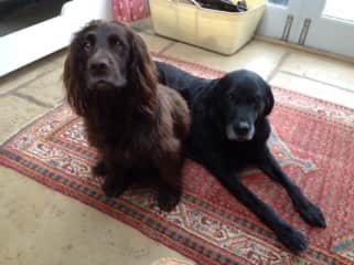 Tinker and Smudge, what wonderful companions..