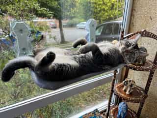 Relaxed on a window hammock. Inviting a (careful) tummy stroke.
