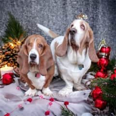 Peanut and Humphrey