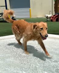 I’m just a happy pup!