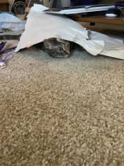 She loves to hide under paper when you are playing with her-so the mouse can't see her!
