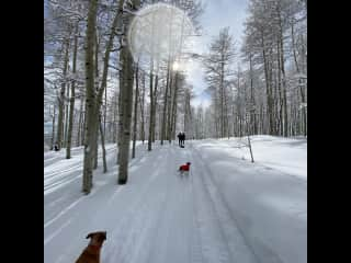 Great forest adventures in the snow nearby