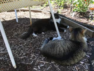 Pippi & Domino relaxing in the shade.