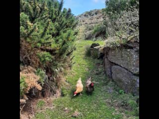 Our hens wander around the garden all day.