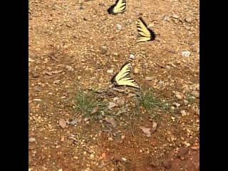 Butterfly swarm