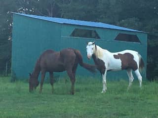 Two of our horses - Easy and Marty