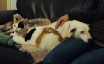 Daizy loves cats