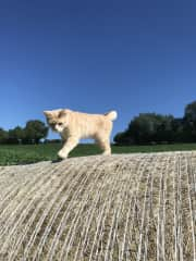 Arthur likes to go exploring!