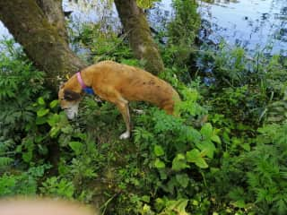 Darcy exploring the banks of the Tay