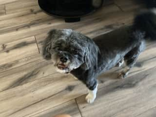 Lulu  with her new haircut