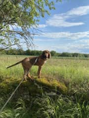 Huby loves to be with Lucca and follows his every move. He usually walks in the lead  but he can be off lead by the lake if played and interacted with, but this is up to you as he’s fine on the lead.