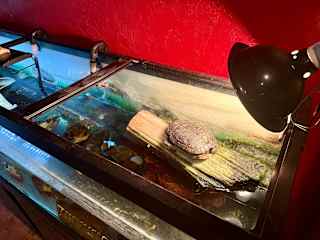I love to bask and hang out with my mosquito fish!