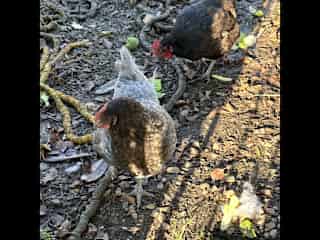 Easy to care for and gives you the occasional egg