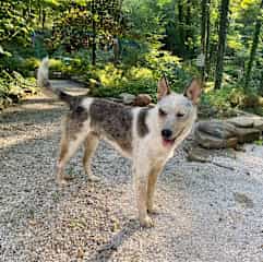 Dog sit near Cincinnati