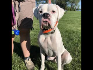 Ni being a good boy with his trainer