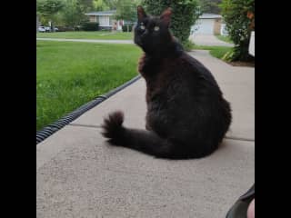 Sits in the middle of the sidewalk hoping to meet the neighbors