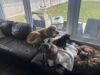 Layla, Bentley and Moose (our sons dog) enjoying their time together