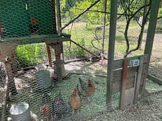 Our flock needs to be kept inside the coop when we are out of town.