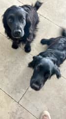 Ember and Jessie in the kitchen