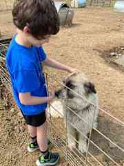 My youngest making friends with a client's livestock guardian dog. Dogs are his absolute favorite creature on Earth.