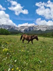 Bacardi is small but he thinks he is a very big horse.  The herd accepts him and also has great respect for him!  He is a very sweet little horse!