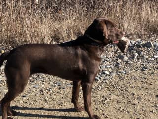 Eva is an American field lab, so she is taller and more slender than the British type of lab.