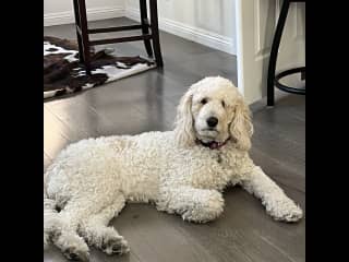 Ellie is still a puppy at 4 yrs old. Curious, and thinks the whole world is hers. She can steal items if they resemble toys.