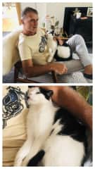 #loveKitties