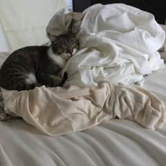 Fitz keeping the clean laundry warm!